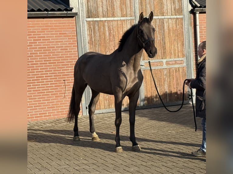 Anglo European Studbook Mare 4 years 16,1 hh Smoky-Black in Zieuwent