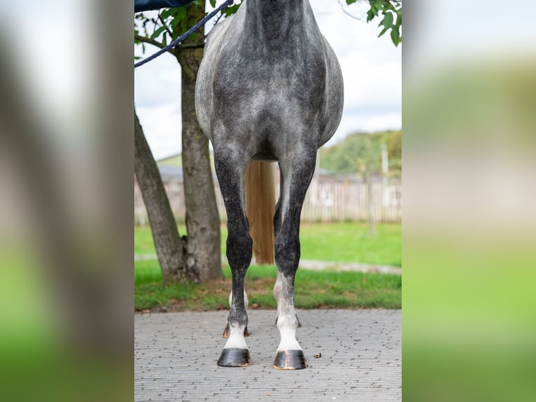 Anglo European Studbook Mare 4 years 16,2 hh Grey in GROTE-BROGEL