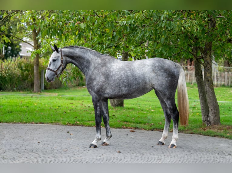Anglo European Studbook Mare 4 years 16,2 hh Grey in GROTE-BROGEL