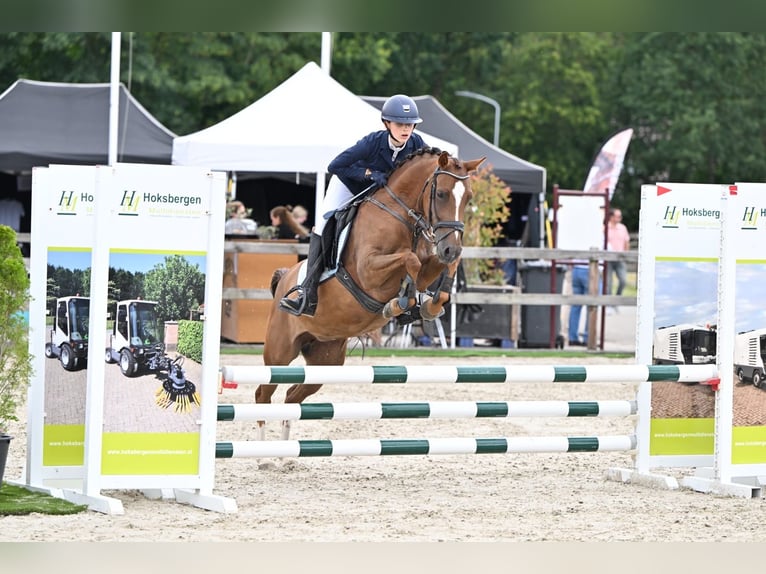 Anglo European Studbook Mare 5 years 14 hh Chestnut in EdeEde