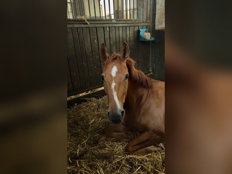 Anglo European Studbook Mare 5 years 15,2 hh Chestnut-Red in Hamm