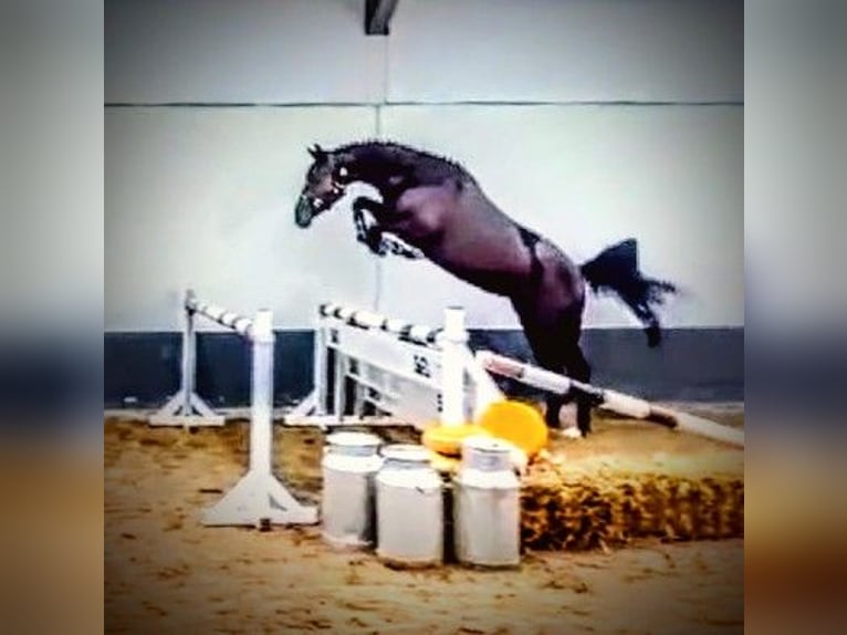 Anglo European Studbook Mare 5 years 16.1 hh Black in Senovo