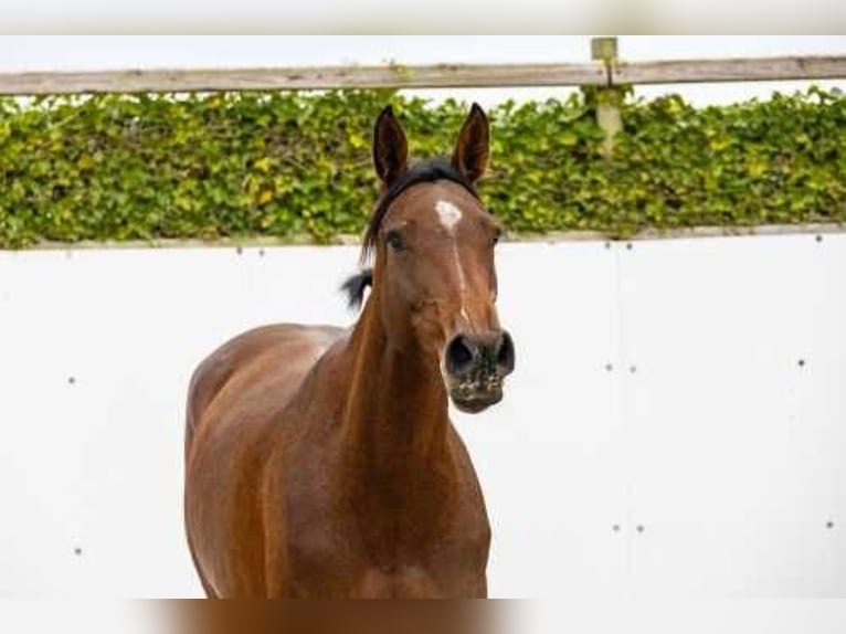 Anglo European Studbook Mare 5 years 16,1 hh Brown in Waddinxveen