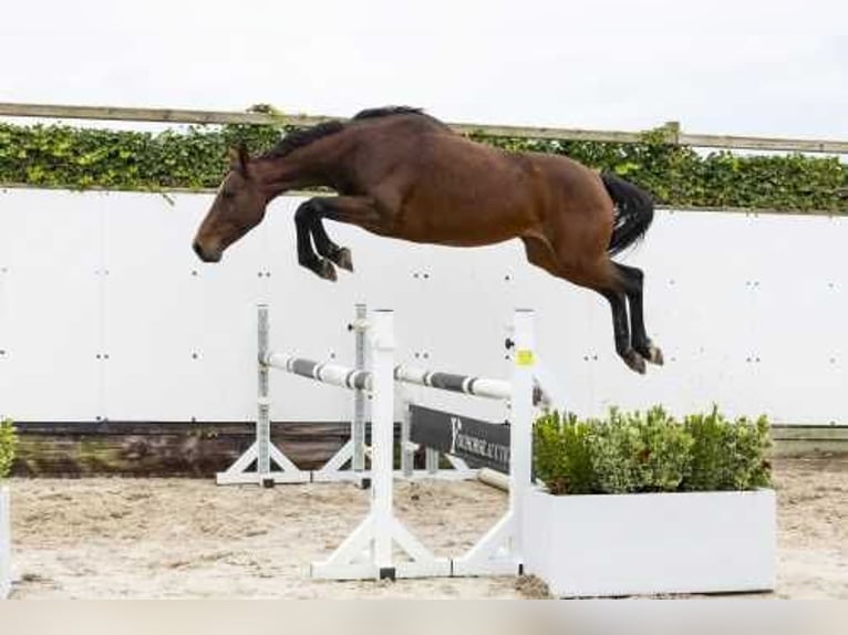 Anglo European Studbook Mare 5 years 16,1 hh Brown in Waddinxveen