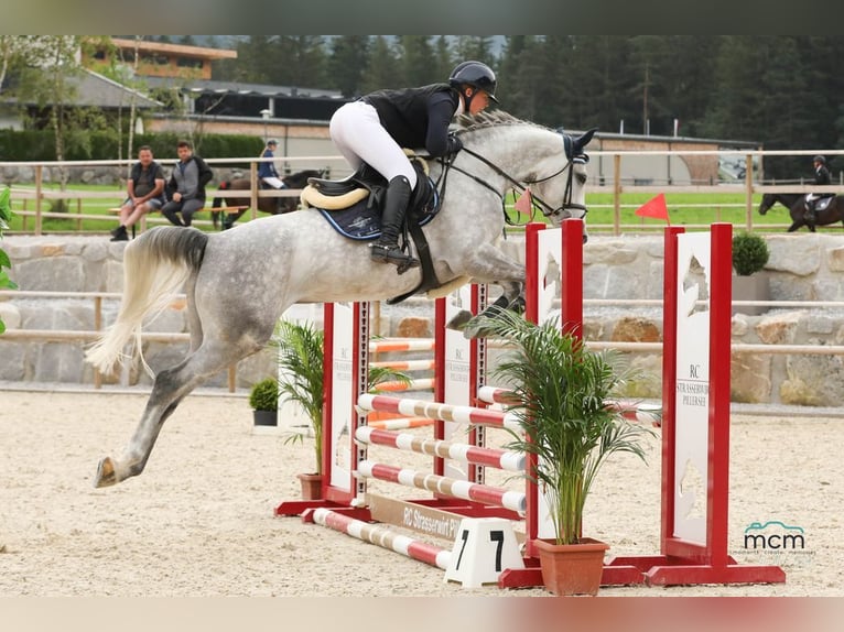 Anglo European Studbook Mare 5 years 16,1 hh Gray in Loiching