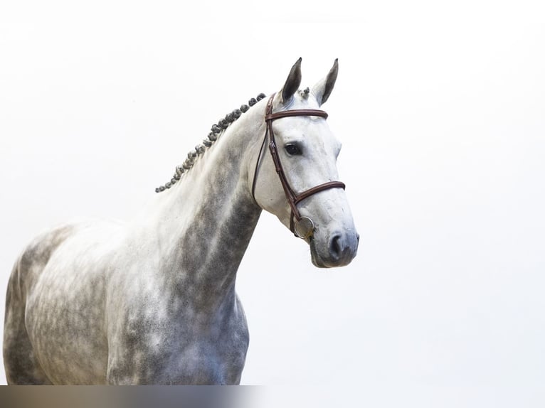 Anglo European Studbook Mare 5 years 16.1 hh Grey in Waddinxveen