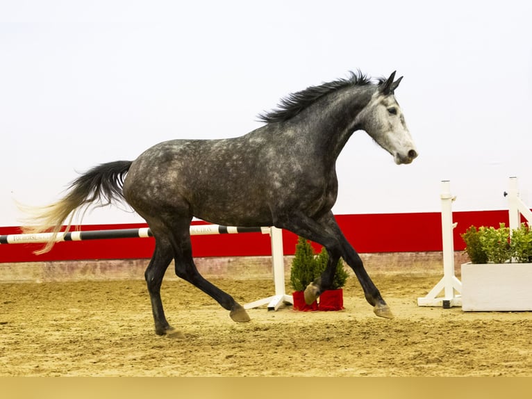 Anglo European Studbook Mare 5 years 16,1 hh Grullo in Waddinxveen