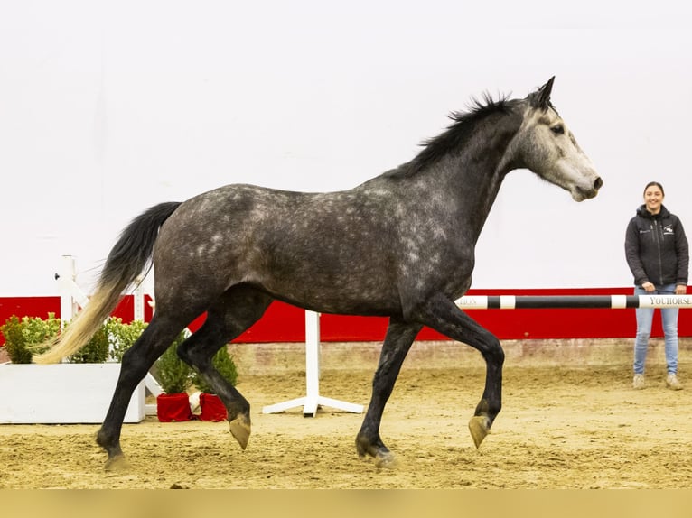 Anglo European Studbook Mare 5 years 16,1 hh Grullo in Waddinxveen