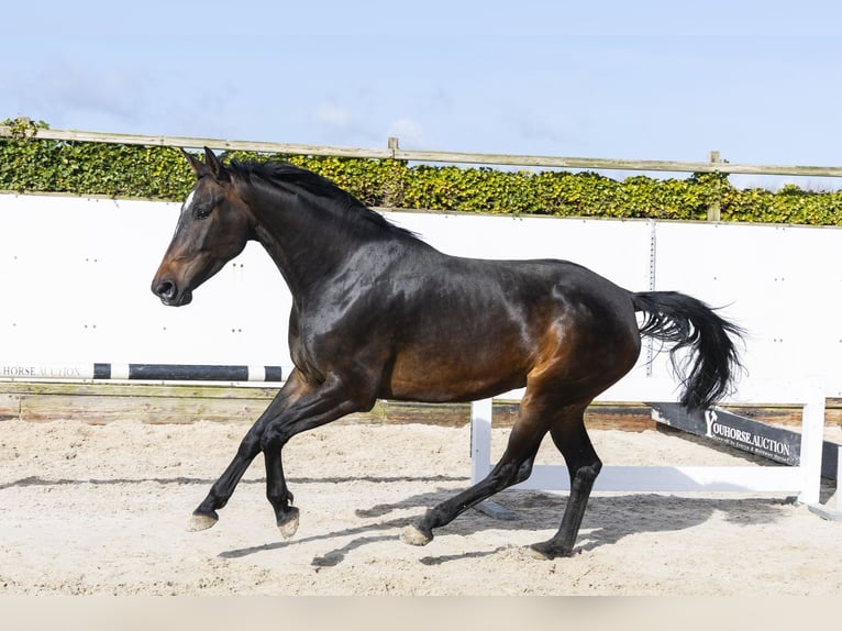Anglo European Studbook Mare 5 years 16.2 hh Bay-Dark in Waddinxveen