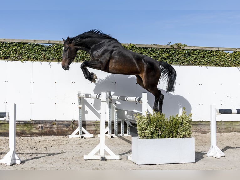Anglo European Studbook Mare 5 years 16.2 hh Bay-Dark in Waddinxveen
