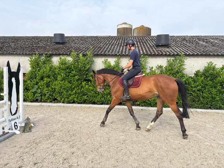 Anglo European Studbook Mare 5 years 16.2 hh Brown in Eksel