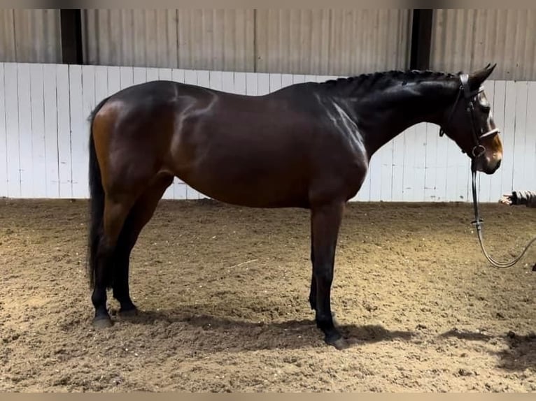 Anglo European Studbook Mare 5 years 16 hh Bay in KENT