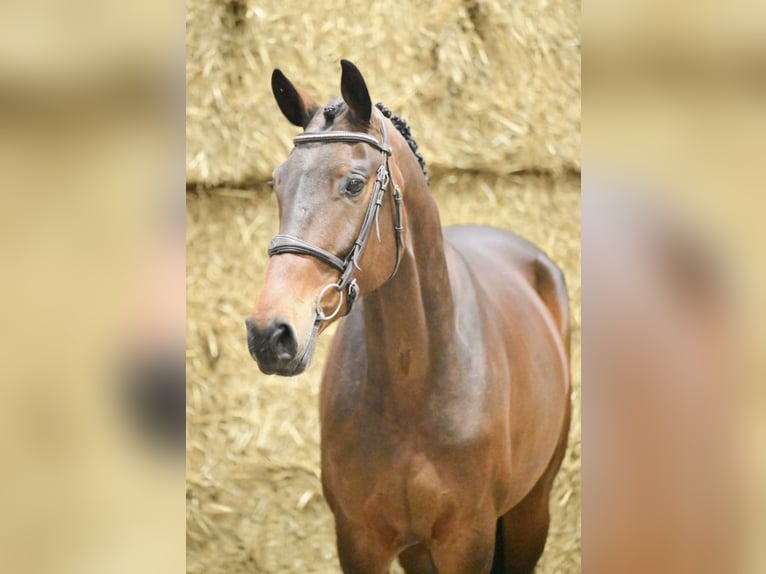Anglo European Studbook Mare 5 years 16 hh Brown in Grefrath