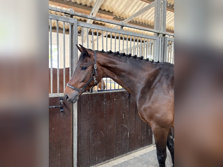 Anglo European Studbook Mare 5 years 16 hh Brown in Grefrath