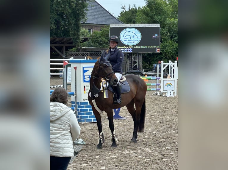 Anglo European Studbook Mare 5 years 16 hh Brown in Grefrath