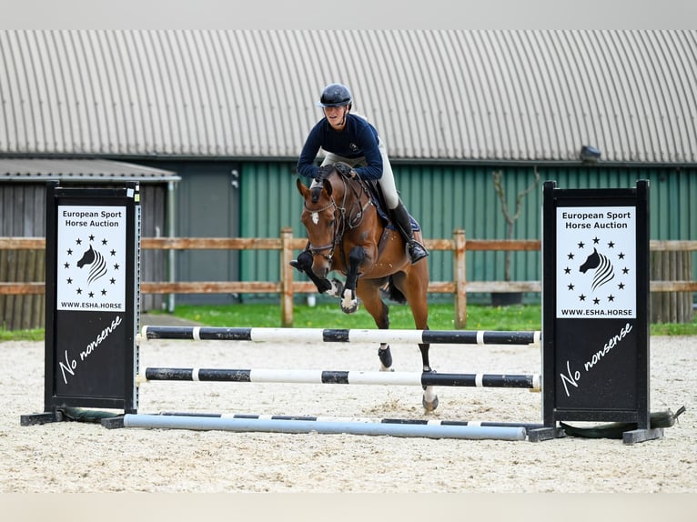 Anglo European Studbook Mare 5 years 16 hh Brown in GROTE-BROGEL