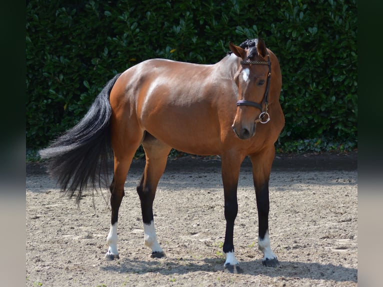 Anglo European Studbook Mare 5 years 16 hh Brown in Heeswijk-Dinther