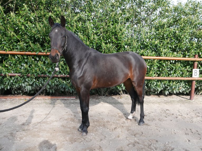 Anglo European Studbook Mare 5 years 16 hh Brown in Rossum