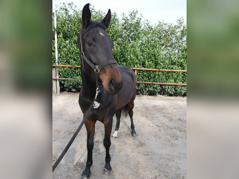 Anglo European Studbook Mare 5 years 16 hh Brown in Rossum