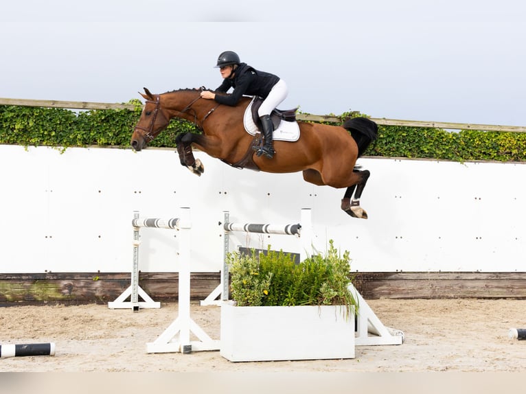 Anglo European Studbook Mare 5 years 16 hh Brown in Waddinxveen Anglo European Studbook Mare 5 years 16 hh Brown in Waddinxveen
