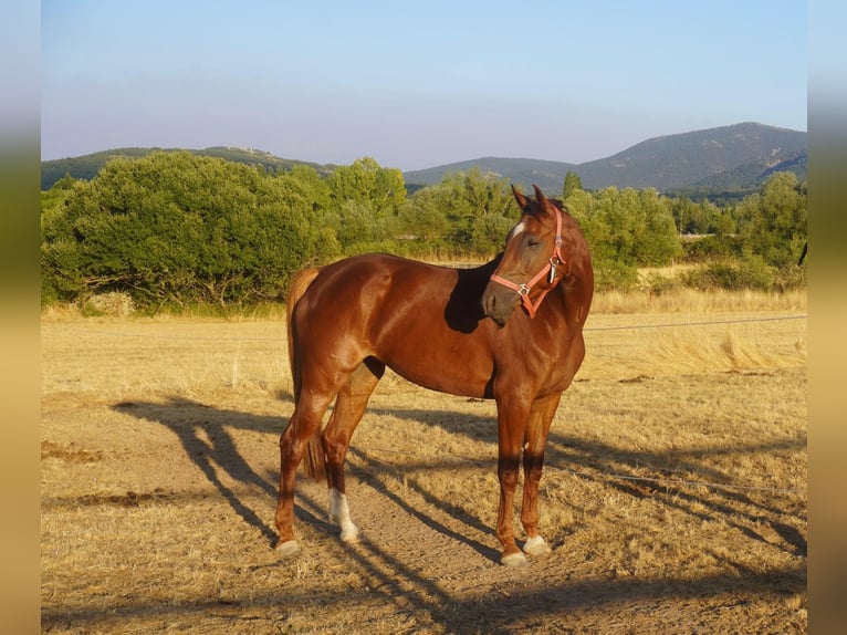 Anglo European Studbook Mare 5 years 16 hh Chestnut-Red in Alcorcon