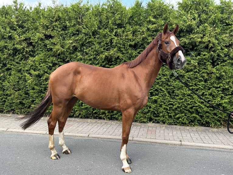 Anglo European Studbook Mare 5 years 16 hh Chestnut-Red in Apolda