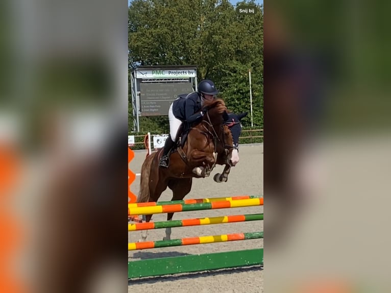 Anglo European Studbook Mare 5 years 16 hh Chestnut-Red in Ospel