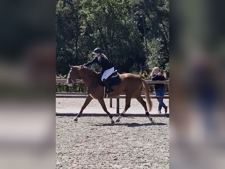 Anglo European Studbook Mare 5 years 16 hh Chestnut-Red in Ospel