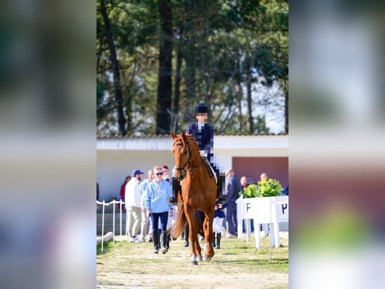Anglo European Studbook Mare 5 years 17 hh Chestnut-Red in Ourense
