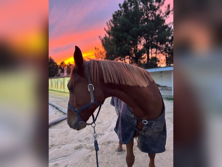 Anglo European Studbook Mare 5 years 17 hh Chestnut-Red in Ourense
