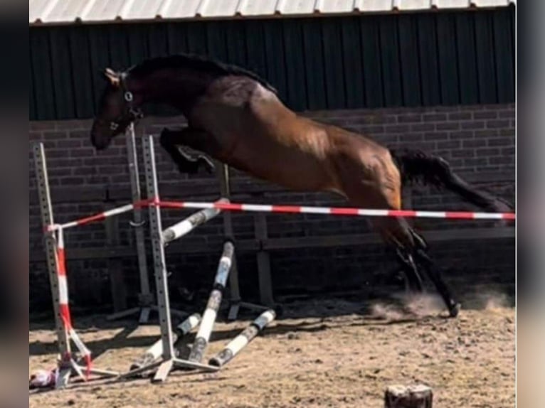 Anglo European Studbook Mare 6 years 15,3 hh Brown in Langenboom