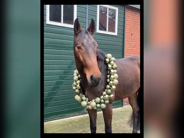 Anglo European Studbook Mare 6 years 15,2 hh Bay-Dark in Denekamp