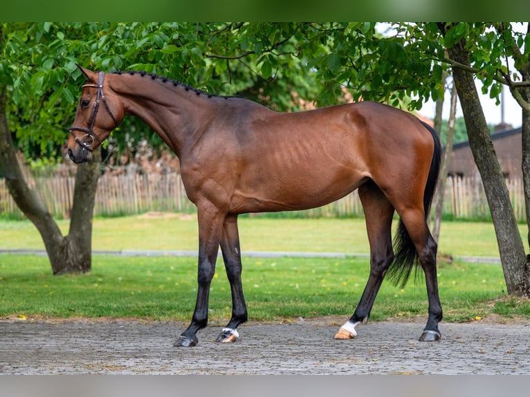 Anglo European Studbook Mare 6 years 15,2 hh Brown in GROTE-BROGEL