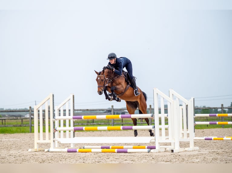 Anglo European Studbook Mare 6 years 15,2 hh Brown in GROTE-BROGEL