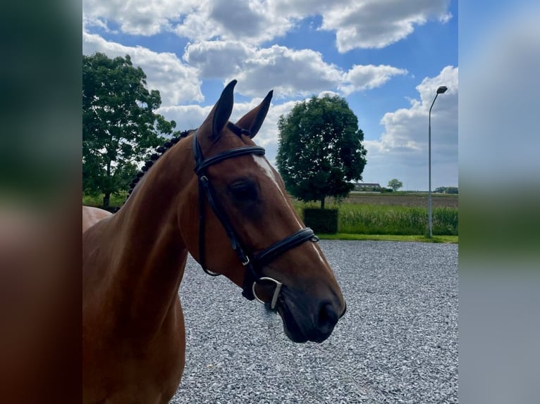 Anglo European Studbook Mare 6 years 16,1 hh Brown in Bladel