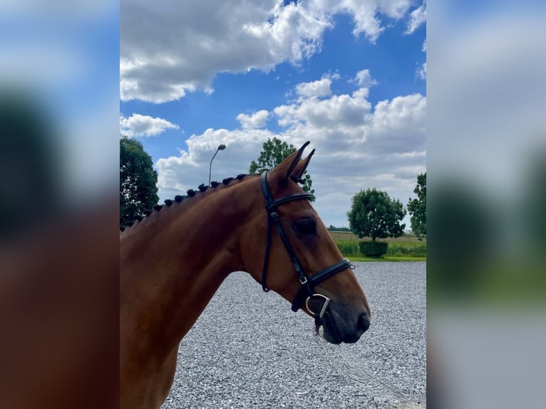 Anglo European Studbook Mare 6 years 16,1 hh Brown in Bladel