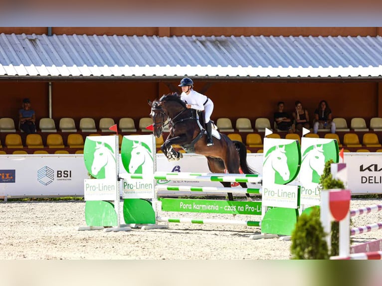 Anglo European Studbook Mare 6 years 16.1 hh Smoky-Black in Stobno Siódme