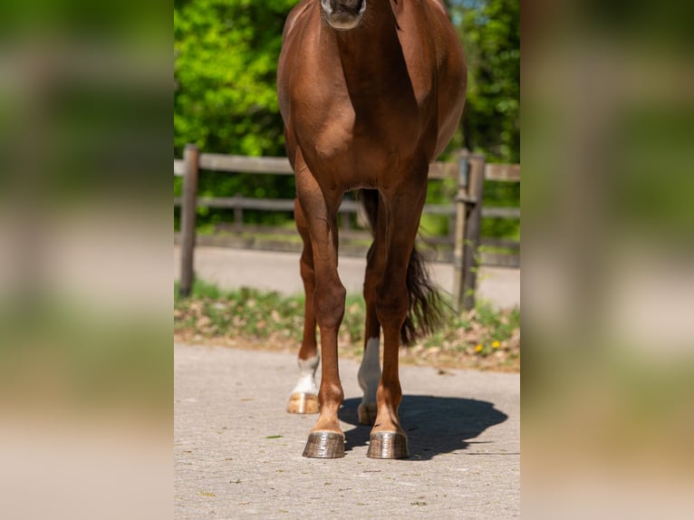 Anglo European Studbook Mare 6 years 16.2 hh Chestnut-Red in Grote-Brogel