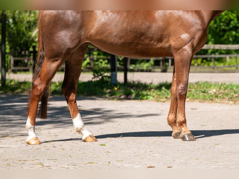 Anglo European Studbook Mare 6 years 16.2 hh Chestnut-Red in Grote-Brogel