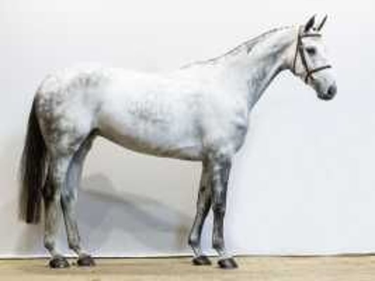 Anglo European Studbook Mare 6 years 16,3 hh Gray in Waddinxveen