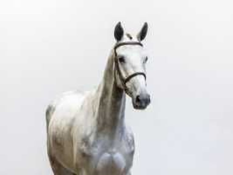 Anglo European Studbook Mare 6 years 16,3 hh Gray in Waddinxveen