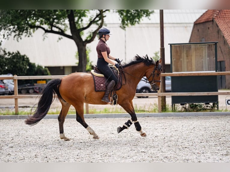 Anglo European Studbook Mare 6 years 16 hh Brown-Light in Eindhoven