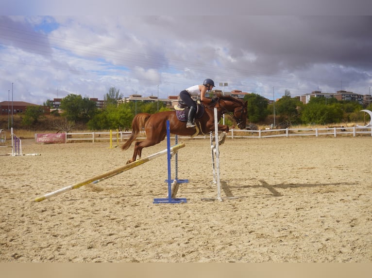 Anglo European Studbook Mare 6 years 16 hh Chestnut-Red in Alcorcon