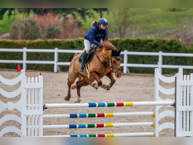 Anglo European Studbook Mare 6 years 16 hh Chestnut-Red in Boadilla Del Monte