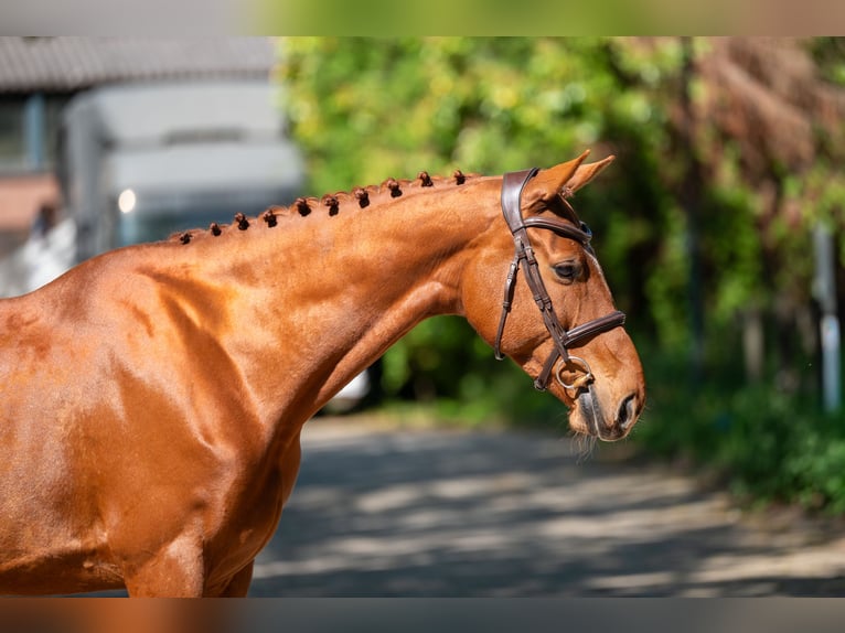 Anglo European Studbook Mare 6 years 16 hh Chestnut-Red in Grote-Brogel