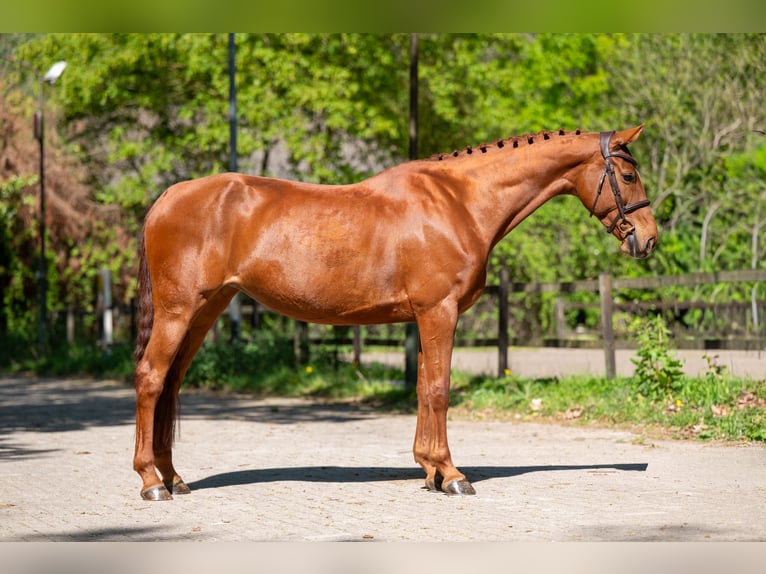 Anglo European Studbook Mare 6 years 16 hh Chestnut-Red in Grote-Brogel
