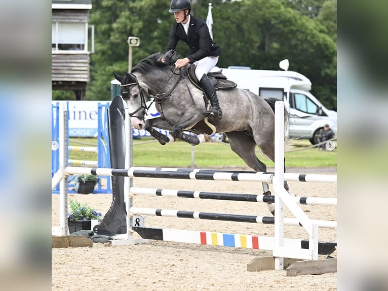 Anglo European Studbook Mare 6 years 16 hh Gray-Dapple in Gloucester