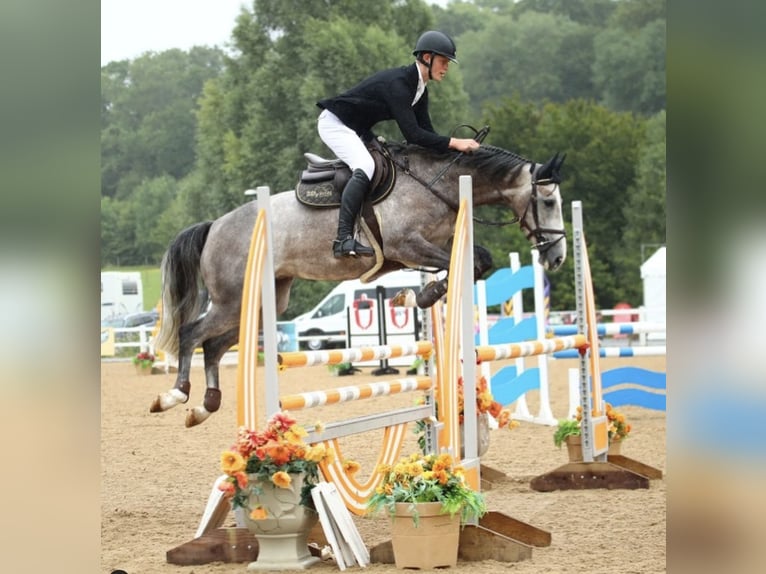 Anglo European Studbook Mare 6 years 16 hh Gray-Dapple in Gloucester