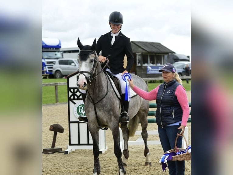 Anglo European Studbook Mare 6 years 16 hh Gray-Dapple in Gloucester