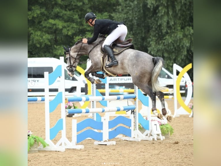 Anglo European Studbook Mare 6 years 16 hh Gray-Dapple in Gloucester